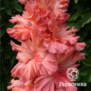 

Гладиолус Танец Журавлей