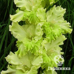 

Гладиолус Травушка Муравушка