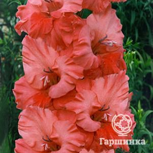 

Гладиолус В добрый час