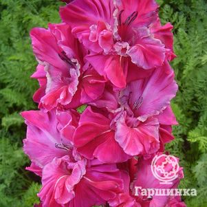 

Гладиолус Варьете