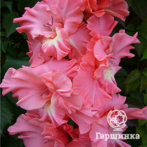 

Гладиолус Вечный роман