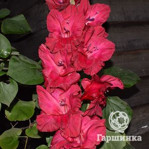 

Гладиолус Вишневый напиток