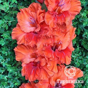 

Гладиолус Волшебный мир