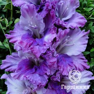 

Гладиолус Врата рая