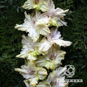 

Гладиолус Зеленое Гофре