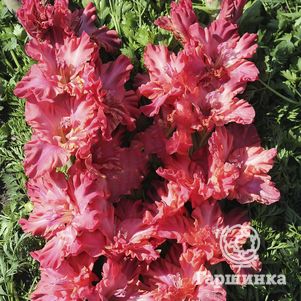 

Гладиолус Золотой дождь