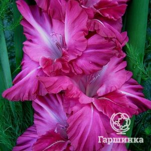

Гладиолус Звездопад