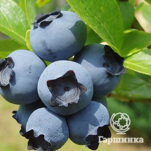 

Голубика Норт Кантри