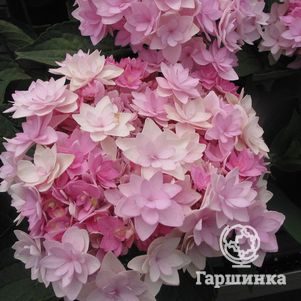 Гортензия макрофила (Ю энд Ми) Романс