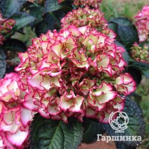 

Гортензия Сальса крупнолистная (макрофила)