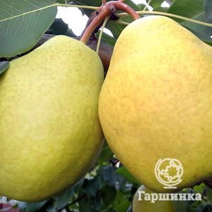 

Груша Ларинская