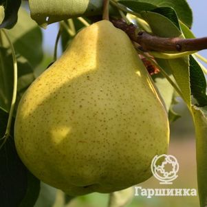 

Груша Марсианка