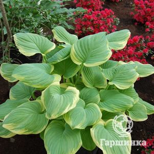 

Хоста Тропикана (L)