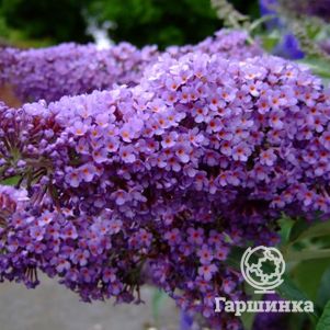 Буддлея Давида Иль де Франс