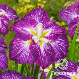 Ирис мечевидный Диннер Плейт Джелл О