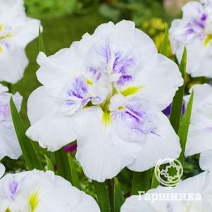 

Ирис мечевидный Диннер Плейт Капкейк