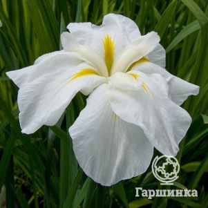 

Ирис мечевидный Вайт Леди