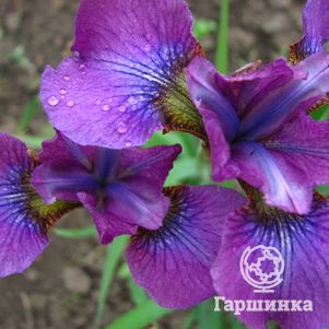 

Ирис сибирский Хаббард