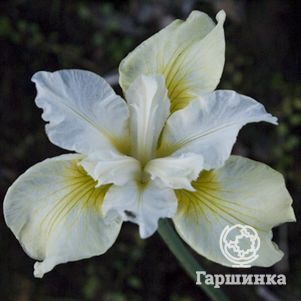 

Ирис сибирский Мун Силк