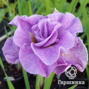 

Ирис сибирский Пинк Парфейт