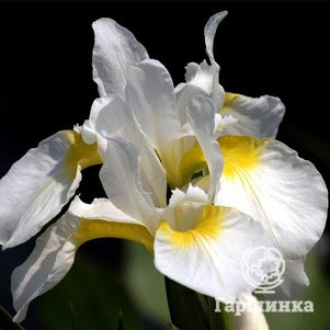 

Ирис сибирский Сноу Квин