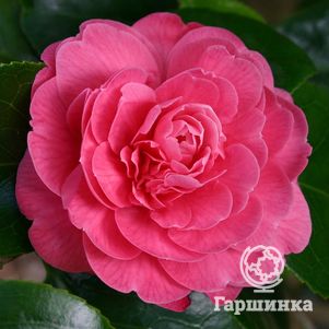 

Камелия Триумфанс