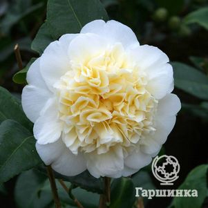 

Камелия Брашфилд Йеллоу