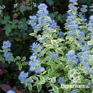 

Кариоптерис Саммер Сорбет