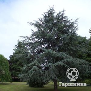 

Кедр атласский Глаука