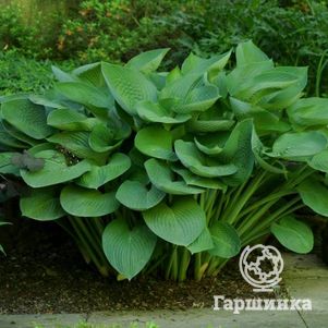 

Хоста Ти Рекс (XL)