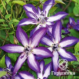 Клематис Астра Нова крупноцветковый 3 490₽