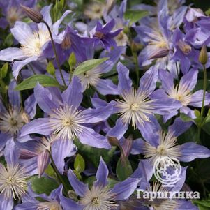 

Клематис Блу Ривер (Голубая река) крупноцветковый (3)