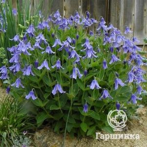 Клематис цельнолистный 600₽