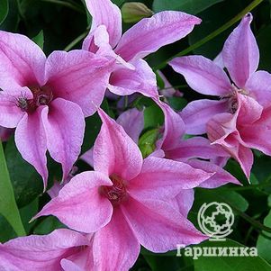 

Клематис Дачес оф Албани (3)