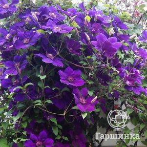 Клематис Джипси Куин (Цыганская королева) крупноцветковый (3)