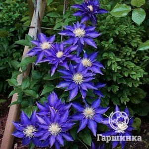 

Клематис Хакуокан крупноцветковый (2)