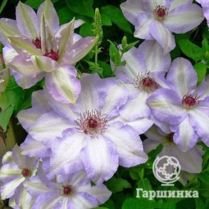 

Клематис Иван Олссон крупноцветковый (2)