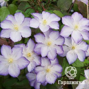 

Клематис Лаки Чарм крупноцветковый (3)