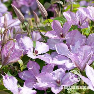 

Клематис Маргарет Хант крупноцветковый (3)