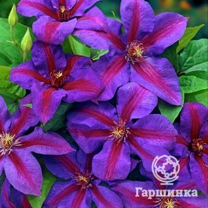 Клематис Миссис Томпсон крупноцветковый (2)