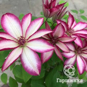 

Клематис Пикоти крупноцветковый (2)