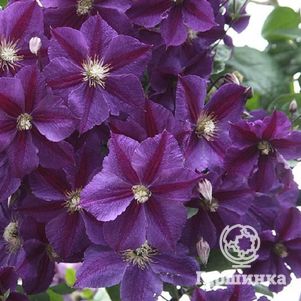 

Клематис Стар оф Индия (Звезда Индии) крупноцветковый (3)