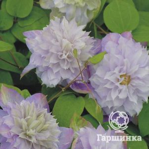 

Клематис Вероника Чойс (Выбор Вероники) махровый (2)