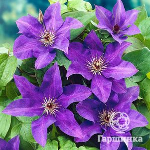 

Клематис Президент крупноцветковый (2)