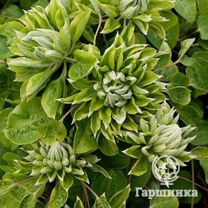 

Клематис Грин Пэшн махровый (2)