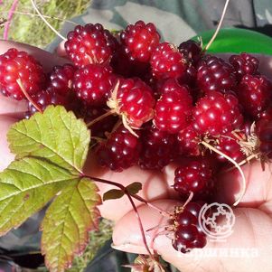 

Княженика Анна