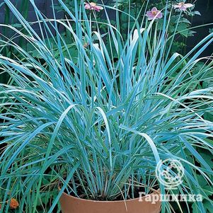 

Колосняк (Элимус) песчаный