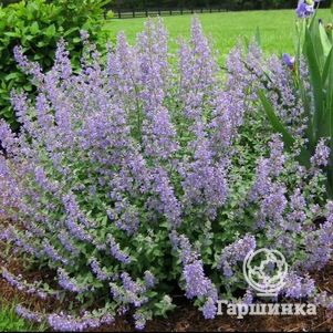 

Котовник Парсиан Блю