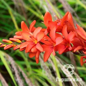 

Крокосмия (монтбреция) Кармин Бриллиант