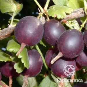 

Крыжовник Арлекин слабошипованный